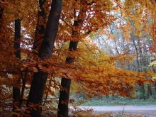 Barwy jesieni - "nabytek ewolucji"?